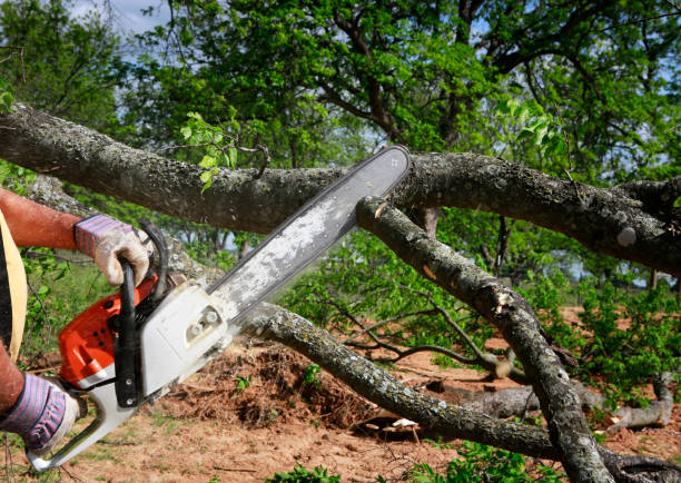 Tree Service Company in San Gabriel, CA